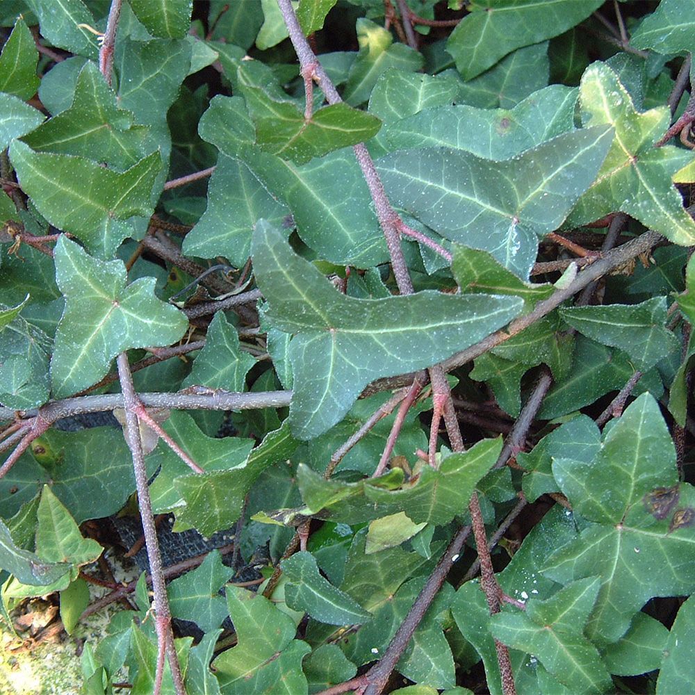 Hedera helix Atropurpurea